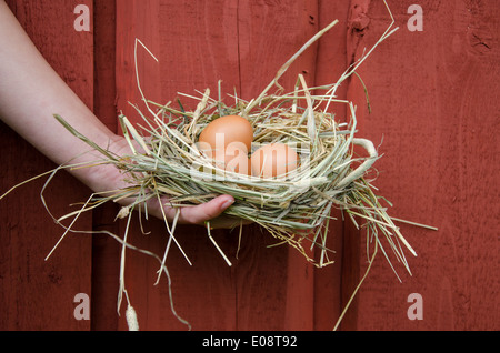 Donna tenere in mano il nido di fieno con piccolo marrone le uova di gallina in legno rosso scuro dello sfondo a parete Foto Stock