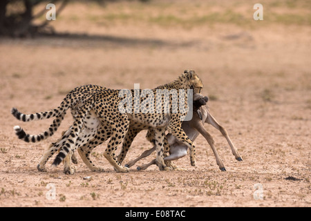 Ghepardo (Acinonyx jubatus) con baby gnu kill, Kgalagadi Parco transfrontaliero, Sud Africa, Gennaio 2014 Foto Stock