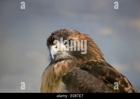 Red Tailed Hawk arroccato e guardare Foto Stock