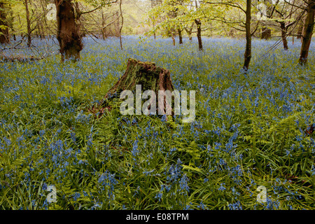 Un tappeto di Bluebells nei boschi a Lanhydrock House vicino a Bodmin in metà Cornwall,su una mattina di primavera. Foto Stock