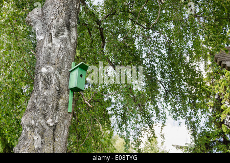 Verde casa di uccelli nidificanti-box appendere sul vecchio betulla tronco e rami si muovono nel vento. Foto Stock