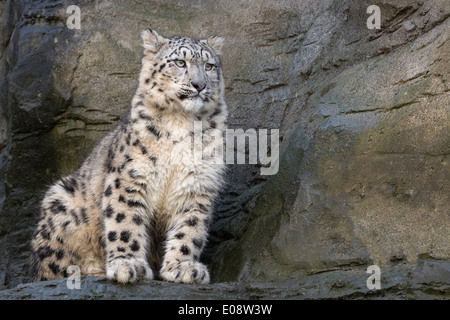 Uno-anno-vecchio Snow Leopard Foto Stock