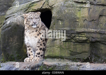 Uno-anno-vecchio Snow Leopard Foto Stock
