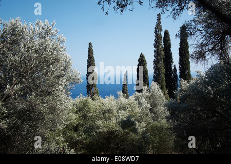 Olivi e cipressi, Ikaria, Grecia Foto Stock
