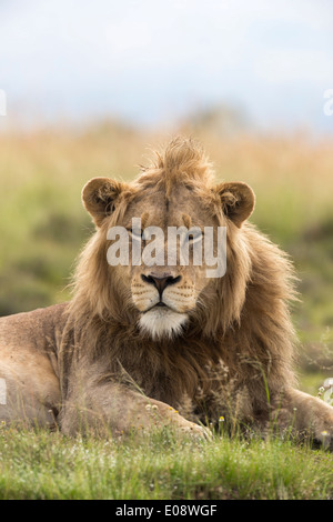 Lion (Panthera leo), Mountain Zebra National Park, Capo orientale, Sud Africa , febbraio 2014 Foto Stock