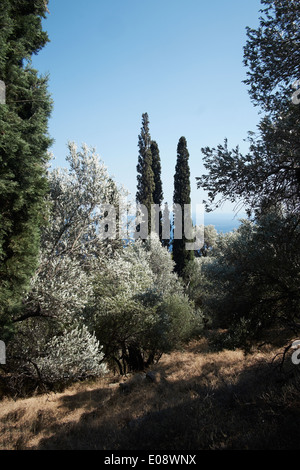Olivi e cipressi, Ikaria, Grecia Foto Stock