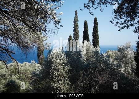Olivi e cipressi, Ikaria, Grecia Foto Stock