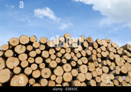 Gran mucchio di log tagliati sul cielo blu sullo sfondo Foto Stock