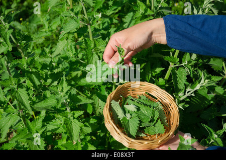 Giardiniere Ragazza donna mano pick balsamo di limone e menta balsamo di erbe foglie di piante in giardino. Medicina alternativa. Foto Stock