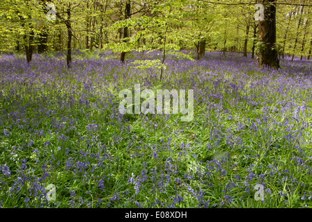 Un tappeto di Bluebells nei boschi a Lanhydrock House vicino a Bodmin in metà Cornwall,su una mattina di primavera. Foto Stock