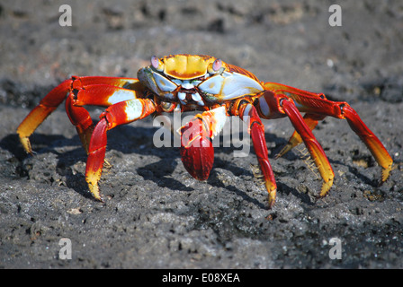 Sally Lightfoot Crab, Galapagos Foto Stock