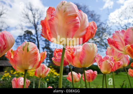 Primo piano di Tulipa Apricot Parrot girato da un angolo basso in un confine di un giardino di primavera, Inghilterra, Regno Unito Foto Stock