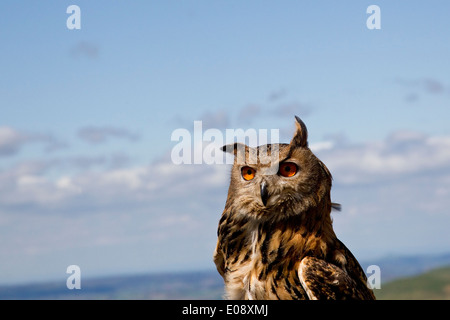 Gufo reale Bubo bubo headshot contro il cielo blu presi in condizioni controllate Foto Stock