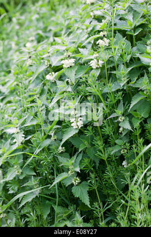 Primo piano di un album in fiore di Lamium - White Dead ortica che pingia ortica in bosco Foto Stock