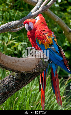 Colorato verde macaw alati Foto Stock