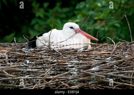 Cicogna bianca seduta sul nido, Normandia, Francia Foto Stock