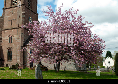 Fioritura di ciliegio in San Bartolomeo del sagrato, molto Marcle, Herefordshire, England, Regno Unito Foto Stock