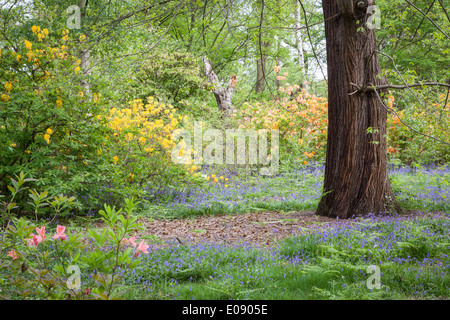 Isabella piantagione in primavera, Richmond Park Foto Stock