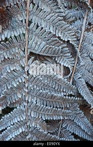 Frosty bracken (Pteridium aquilinum), il Parco nazionale di Northumberland, Regno Unito, novembre 2013 Foto Stock