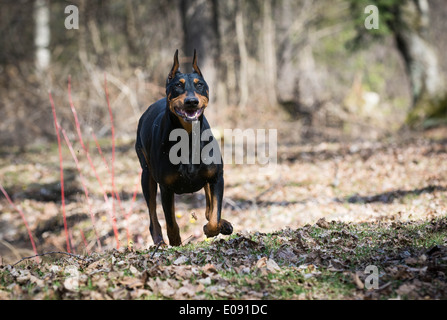 Dobermann in esecuzione nei boschi Foto Stock