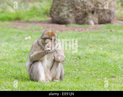 Barbary Macaque mangiando un Apple sull'erba Foto Stock