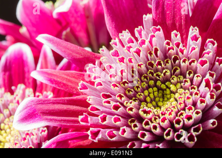 Chiudere l immagine della rosa scuro fiori di crisantemo Foto Stock