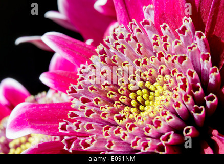 Chiudere l immagine della rosa scuro fiore del crisantemo Foto Stock