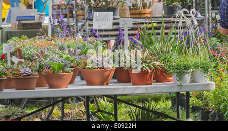 Kanapaha Spring Garden Festival a Gainesville, Florida. Foto Stock