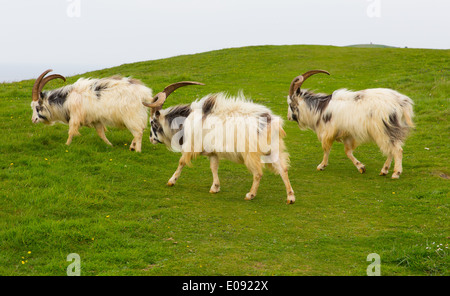 British primitiva razza di capra feral con grandi corna e barba bianco grigio e nero Foto Stock