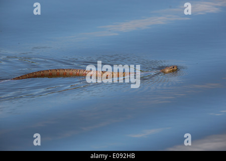 Acqua settentrionale Snake Swiming. Cielo blu riflessa nell'acqua. Orizzontale. Stazione di Fairfax, Virginia, Stati Uniti d'America Foto Stock