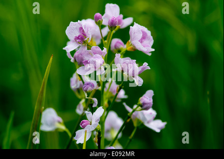 Die Windengewächse (Convolvulaceae), Centinodia famiglia,Blume,fiore, Foto Stock