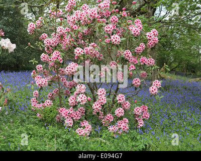 Rododendro Foto Stock