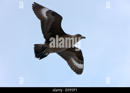 South polar skua stercorarius maccormicki battenti in Antartide Foto Stock