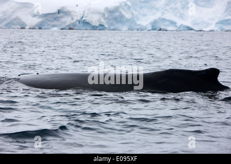 Humpback Whale login Neko Harbour penisola arctowski continente antartico Antartide Foto Stock