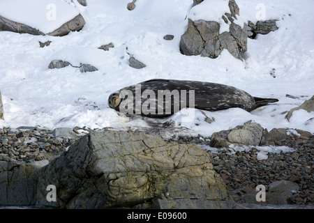 Guarnizione di weddell giacente su rocce cierva cove Antartide Foto Stock