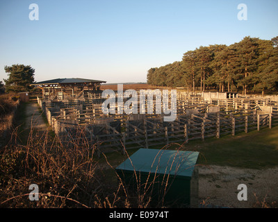 Beaulieu Road Pony Vendita Cantiere New Forest Hampshire England Regno Unito Foto Stock