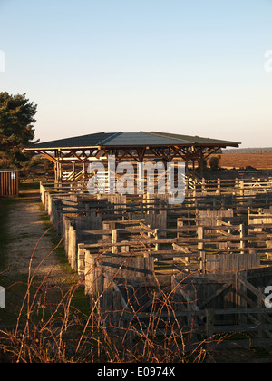 Beaulieu Road Pony Vendita Cantiere New Forest Hampshire England Regno Unito Foto Stock