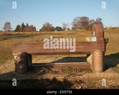 Bovini di pietra e pony trogolo vicino a Lyndhurst New Forest Hampshire England Regno Unito Foto Stock