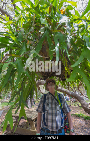 Giardino Festival a Gainesville, Florida. Uomo che guarda verso l'alto a un gigante staghorn fern appeso a un albero. Foto Stock