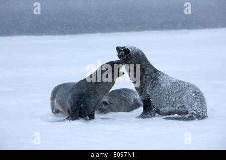 Tre le foche giocare combattimenti in tempesta di neve whalers bay isola Deception Antartide Foto Stock