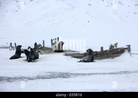 Le foche e resti di vecchi in legno barche baleniera whalers bay isola Deception Antartide Foto Stock