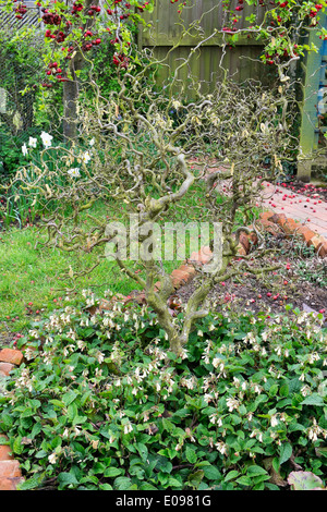 Comfrey russo, Symphytum × uplandicum, crescendo sotto contorte hazel, Foto Stock