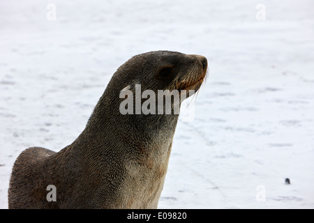 Il novellame di pelliccia sigillo hannah punto Antartide Foto Stock