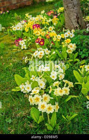 Piantumazione informale della primula specie Foto Stock