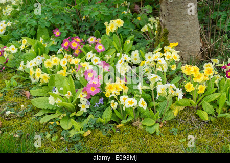 Piantumazione informale della primula specie Foto Stock