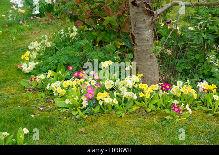 Piantumazione informale della primula specie Foto Stock