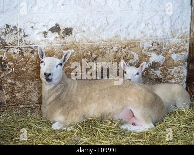 Mother sheep lying in straw in barn with baby lamb lying behind her.  The ewe is chewing. Foto Stock