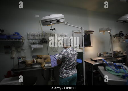 Panama City, Panama. Il 6 maggio, 2014. Un veterinario sterilizza un cane in sala operatoria del "pay Panama' Foundation, nella città di Panama, capitale di Panama, il 6 maggio 2014. "Pay Panama " è una fondazione, la cui missione è quella di controllare la miseria e l'inutile morte di animali di strada, per mezzo di un intenso programma di sterilizzazione. Con una media di 50 daily sterilizations, "pay Panama " Fondazione ottiene il suo più grande sostegno da parte di volontari, che hanno il compito di eseguire le diverse attività della fondazione. © Mauricio Valenzuela/Xinhua/Alamy Live News Foto Stock