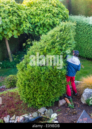 Un giardiniere ri-modifica un Thuje. Le opere in giardino., Ein Gaertner schneidet eine Thuje um. Arbeiten im Garten. Foto Stock