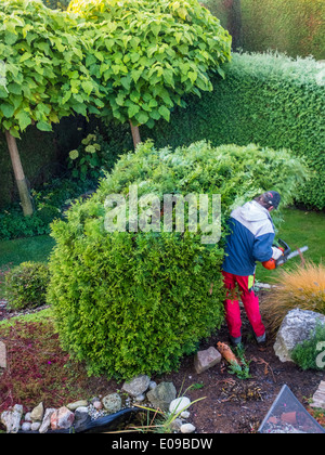 Un giardiniere ri-modifica un Thuje. Le opere in giardino., Ein Gaertner schneidet eine Thuje um. Arbeiten im Garten. Foto Stock